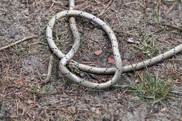 Dirty thick rope on the ground. Twisted strong rope