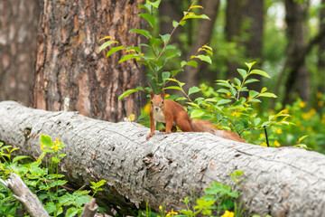 Obraz premium A red squirrel walks along a fallen tree
