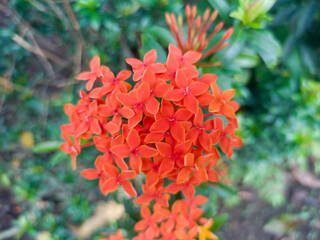Orange ixora flowers (Ixora coccinea), also known as forest geraniums, bloom in the garden