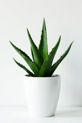 Elegant aloe in pristine white planter Sharp leaves, pure white background , interior, still life
