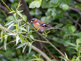 Chaffinch sitting in a tree sideways on
