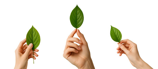 Hands Holding Green Leaves PNG – 3D Eco-Friendly Symbol for Nature, Sustainability and Clean Living – Transparent Background
