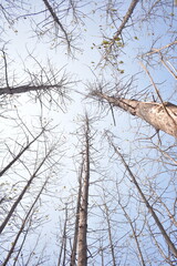 trees that shed their leaves during the dry season in tropical areas