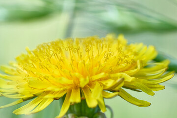 yellow flower of a dandelion