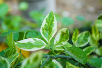 green sprout in the garden