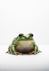 Green Tree Frog Portrait - A vibrant green tree frog sits on a white background, facing the camera. Its skin is smooth, and its eyes are large and dark