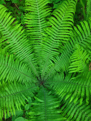 Background of green fern in the forest