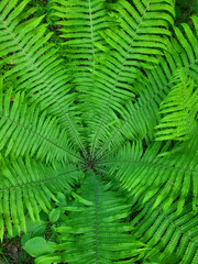 Background of green fern in the forest