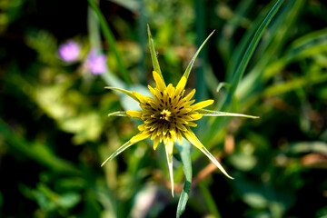 Bright yellow wildflower close-up on green blurred background. Macro photo of blooming field plant in summer light