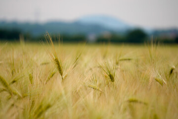 Golden wheat field glows under the sun, stretching toward distant mountains beneath a vibrant blue...