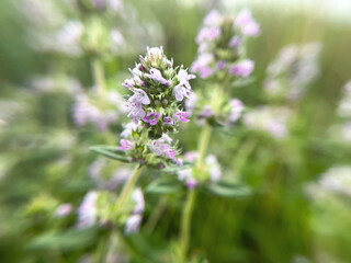Close-up of blooming thyme with purple flowers