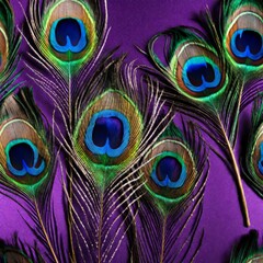 Fototapeta premium Close-Up of Peacock Feathers with Detailed Eye-Spot Patterns, Showcasing Natural Beauty.