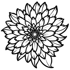 Elegant Chrysanthemum Flower Illustration on a Clean White Background for Graphic Design and Creative Projects