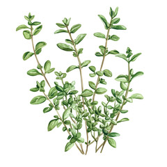 A Thyme Plant, watercolor clipart vector, high quality, isolated on a white background.