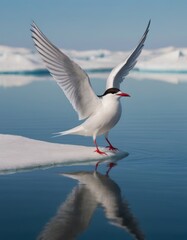 Arctic tern with outstretched wings stands on an ice floe, reflecting in calm water, surrounded by icy landscape, showcasing the beauty of wildlife in its natural habitat