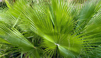 Washingtonia robusta or Mexican fan palm tree green leaves close up.Tropical plants,summer,relax ...
