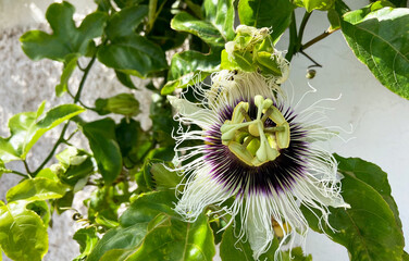 Passiflora edulis also known as Maracuya or Parcha flower on the vine close up.Tropical plants and fruits concept