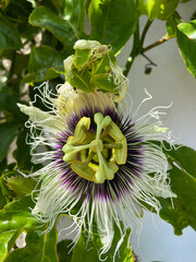 Passiflora edulis also known as Maracuya or Parcha flower on the vine close up.Tropical plants and fruits concep