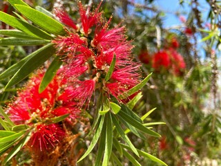 Callistemon citrinus or Melaleuca citrina, Lemon crimson bottlebrush is a plant in the myrtle family Myrtaceae, and is endemic to eastern Australia growing in Tenerife,Canary Islands,Spain.
