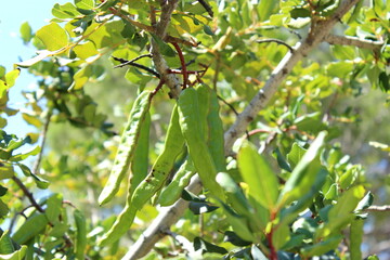 Johannesbrotbaum mit grünen Früchten