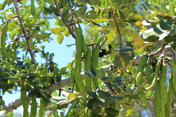 Johannesbrotbaum mit grünen Früchten