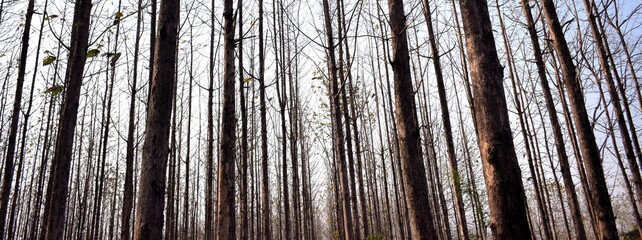 Obraz premium wood texture background