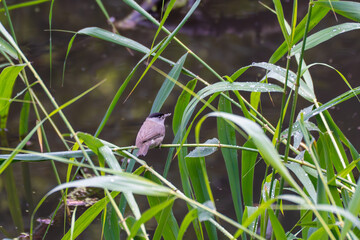 A blackcap sits on a stalk by the water. Dewdrops glisten on the leaves in the background.