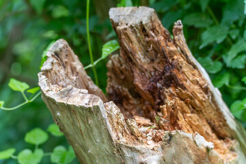 A rotten, broken tree stump stands in the greenery. The weathered structure shows different wood colors