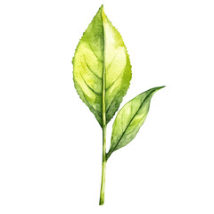 A Tea Leaf, watercolor illustration vector, high quality, isolated on a white background.