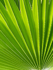 Washingtonia robusta or Mexican fan palm tree green leaf close up.Tropical plants,summer,relax  concept,nature background for design.