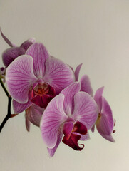 Planta de interior Orquídea morada