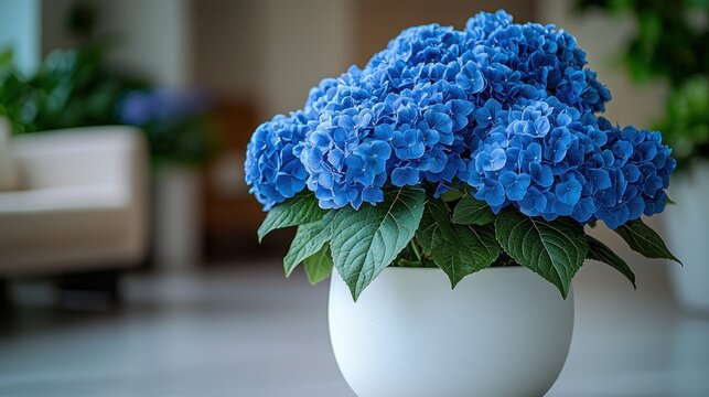 A vibrant bouquet of blue hydrangeas sits in a modern white pot, positioned in a softly blurred interior setting
