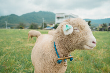 Close-up of serene sheep in Indonesia with blue collar and green ear tag