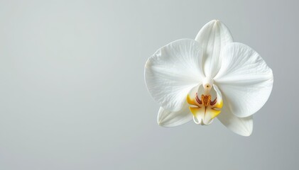 Single white orchid, petals pristine, isolated , closeup, white background