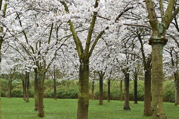 Cherry Blossom Tunnel in Amsterdam Garden