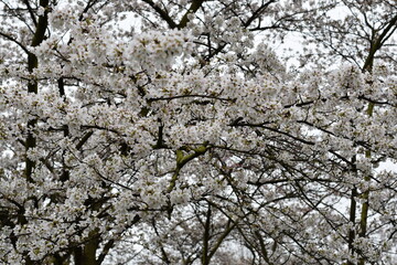 White Flowering Trees Blooming in Spring