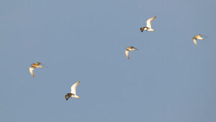 A flock of four adult male and one female Ruff (Philomachus pugnax)