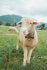 Playful sheep in green field with mountain background, Indonesia