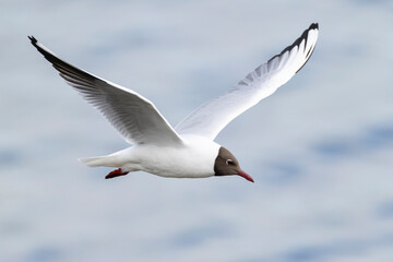 Adult black-headed gull (chroicocephalus ridibundus) in flight