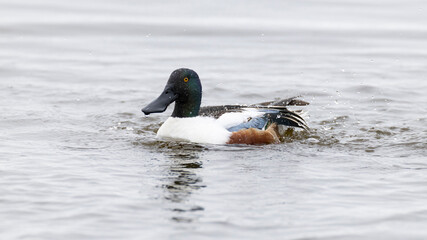 A bathing adult male northern shoveler (spatula clypeata)