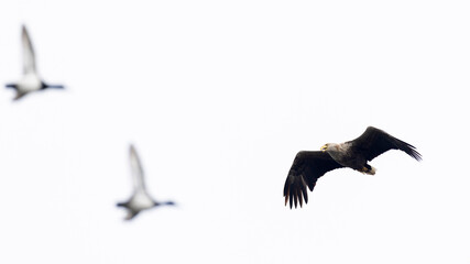 Adult white-tailed eagle (haliaeetus albicilla) in flight, two male Mallards (Anas platyrhynchos) in the background