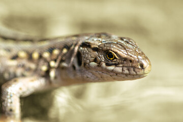 Small brown lizard on a blurred background in macro