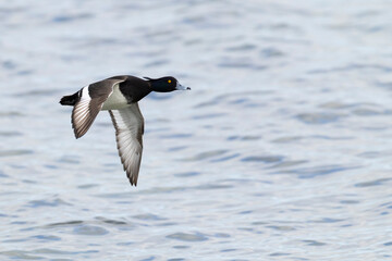 Adult male tufted pochard (aythya fuligula) in flight