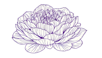 vector illustration of a lotus flower