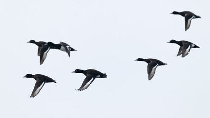 A flock of tufted pochard (aythya fuligula) in flight
