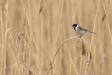 Adult male common reed bunting (Emberiza schoeniclus) perching on reed
