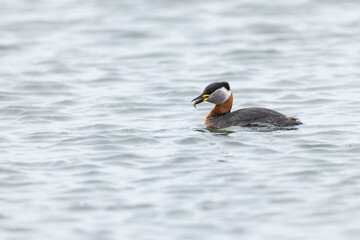 Adult red-necked grebe (podiceps grisegena) feeding a three-spined stickleback (Gasterosteus aculeatus)