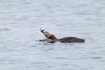 Adult red-necked grebe (podiceps grisegena) feeding a three-spined stickleback (Gasterosteus...