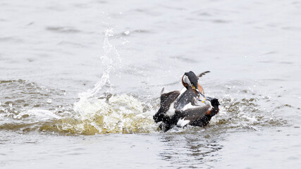 Two adult red-necked grebe (podiceps grisegena) fighting for territory