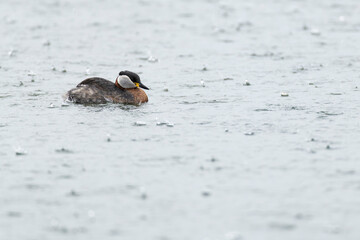 Adult red-necked grebe (podiceps grisegena) in breeding plumage swimming in heavy rain